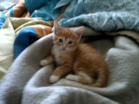 la gatita mas linda del planeta